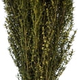 thumbnail image 2 of Vickerman 22-26" Yellow Grabia, 5-6 oz Bundle, Preserved, 2 of 4
