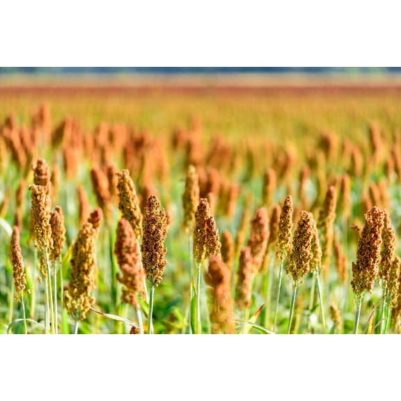 500 BROWNTOP MILLET Urochloa Ramosa Panicum Brachiaria Brown Top Dixie Signalgrass Nurse Cover Forage Wildlife Food Plot Grain Birdseed Erosion Ornamental Grass Seeds