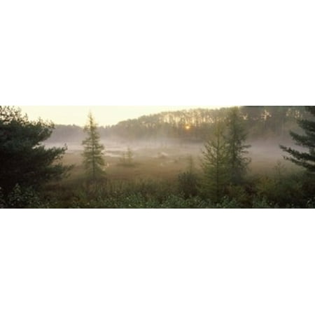 Forest Northern Highland-American Legion State Forest Vilas County Wisconsin USA Stretched Canvas - Panoramic Images (36 x
