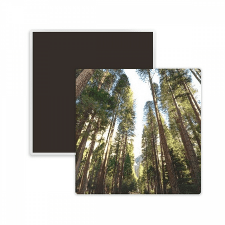 

Green Forestry Science Nature Scenery Square Ceracs Fridge Magnet Keepsake Memento