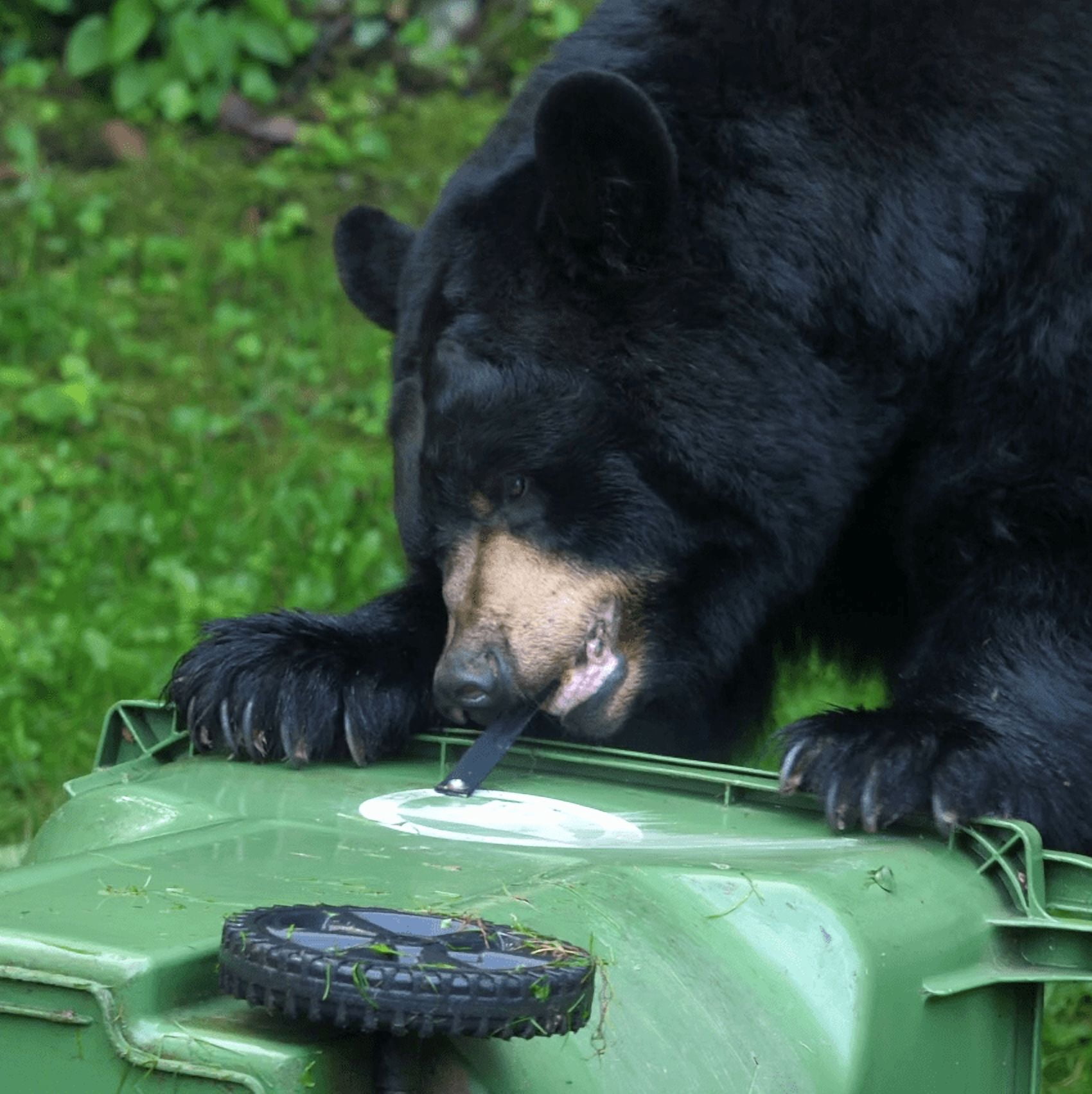 Ultimate Black Bear Trash Lock, Four Strap.  Certified Black Bear Resistant, Animal Proof existing Trash cans. Also Works for Wind, Squirrels, Raccoon, Opossum, and Other varmints/Critters