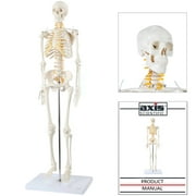 Axis Scientific Mini Human Skeleton Model with Metal Stand, 31" Tall with Removable Arms and Legs, Easy to Assemble, Includes Product Manual for Study and Reference, Worry Free 3 Year Warranty
