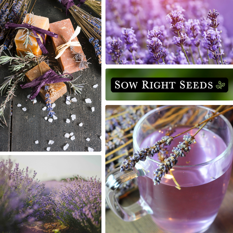 Lavender Seeds for Planting - Non GMO Heirloom Varieties for your Indoor or  Outdoor Herb Garden - 4 Pack - Walmart.com