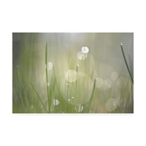Trademark Fine Art 'Morning Light No. 3' Canvas Art by Ulpi Gonzale