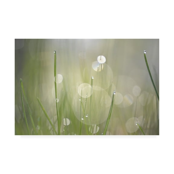 Trademark Fine Art 'Morning Light No. 3' Canvas Art by Ulpi Gonzale