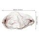 thumbnail image 2 of BESTYASH 50Ud Hair Net Para Mantener Cabello En Su Lugar Uso Profesional Color Café, 2 of 6