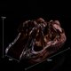 thumbnail image 4 of Ceratosaurus Cráneo Réplica Modelo Acuario Adorno Decoración, 4 of 7