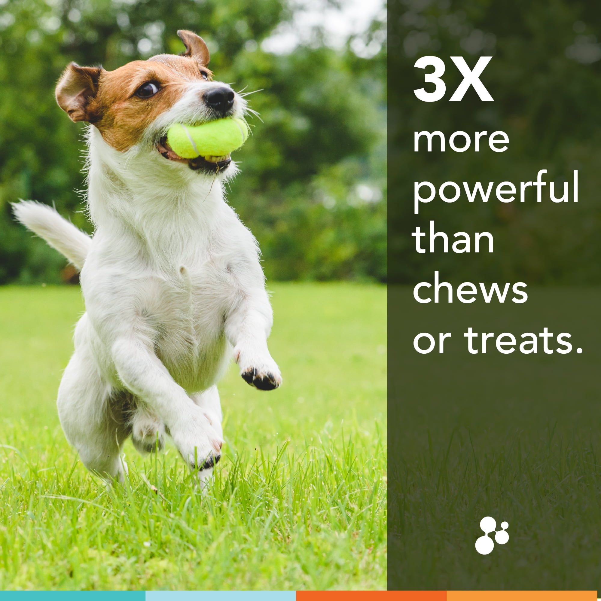 Joint Health Supplement for Dogs : RJX Powder (144g) : Concentrated Glucosamine, Chondroitin, MSM