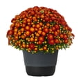 thumbnail image 5 of Better Homes & Gardens 1.5Gal Orange Garden Chrysanthemum Plant Decorative Pot Sun, 5 of 14