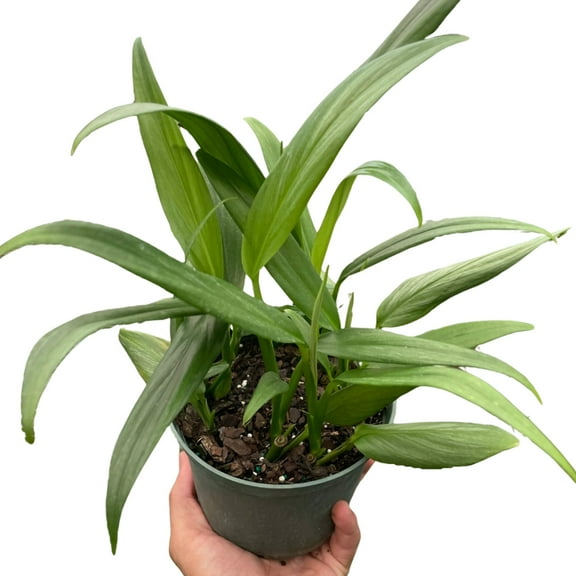 Pothos 'Silver Streak', 6" Pot, Indoor Houseplant, Easy Care, Live Plant for Indoor & Outdoor