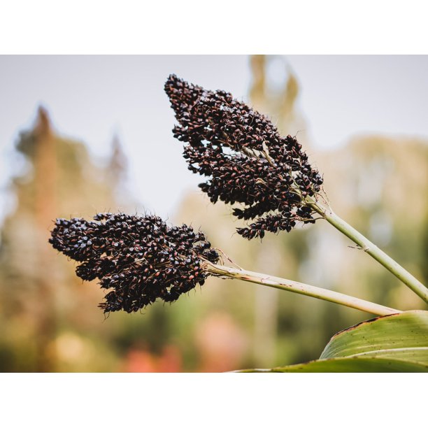 Texas Black Amber Molasses Cane Broom Corn Heirloom Seeds