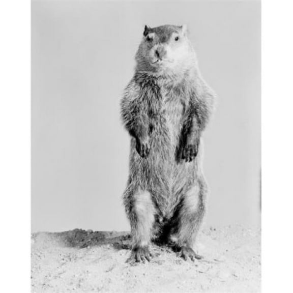 Posterazzi SAL255424746 Groundhog Marmota Monax Standing on Hind Legs Poster Print - 18 x 24 in.