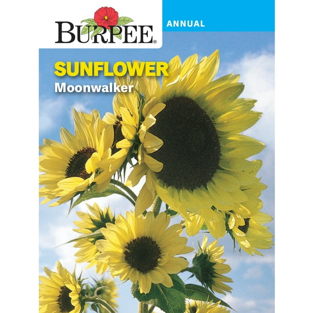 Burpee Moonwalker Sunflower Flower Seed, 1pack