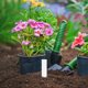 thumbnail image 4 of 100 Unidades De Etiquetas De Plástico Etiquetas Para Jardín Etiquetas Para Jardinería Etiquetas Para Suelo, 4 of 7