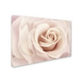 thumbnail image 3 of Peach Pink Rose' Canvas Art by Cora Niele, 3 of 4