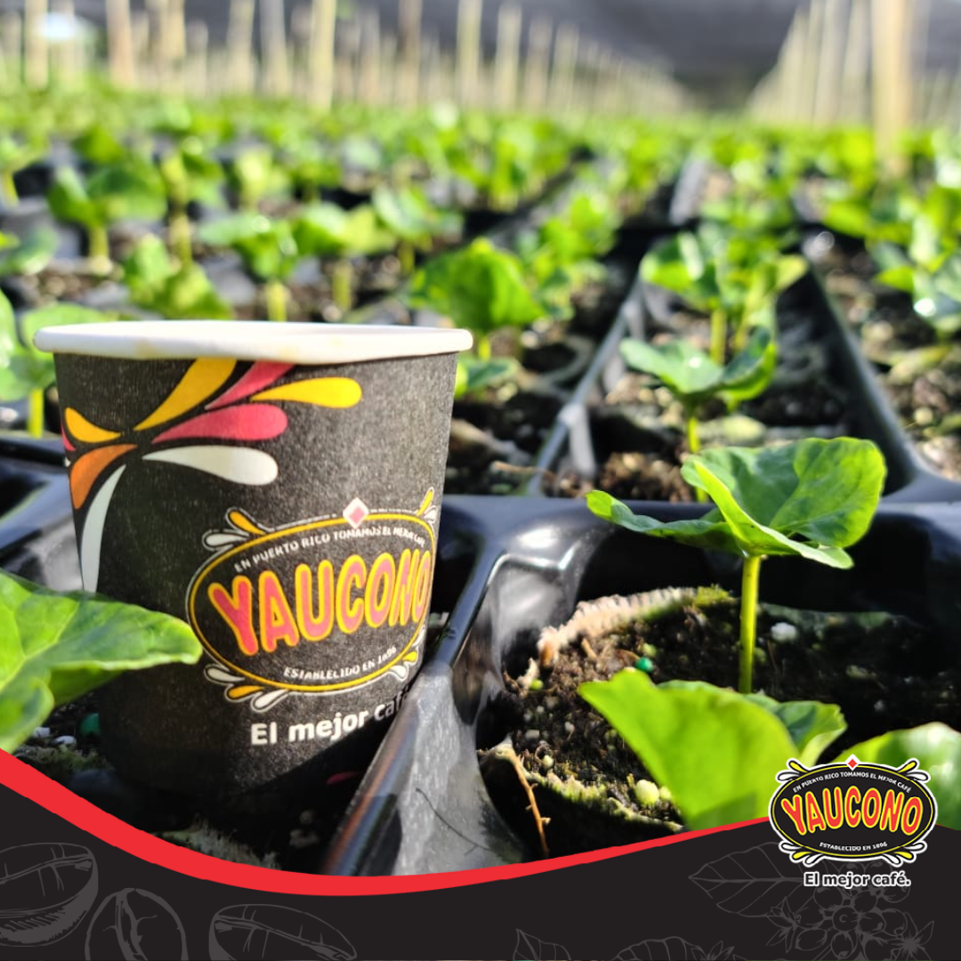 Yaucono Coffee Beans 2 Lb - Puerto Rican Medium Roast 100% Arabica Fairtrade