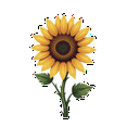 thumbnail image 4 of fresh Sunflower Stickers, Waterproof Sunflower Sticker for Water Bottle Laptop Phone Cases Planner Skateboard Luggage Helmet Party Favor Decor, Ideal for Adults Teens Teacher Rewards, 4 of 9