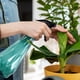 thumbnail image 3 of onlyliua para El Hogar Regadera de Presión Gran Capacidad y Pulverizador para Jardinería, Flores, Regadera de Plástico de Niebla Fina, Regadera Pequeña para El Hogar, 600 Ml, 3 of 3
