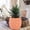 Red, variant on LHWEN Cute animal shape ceramic flower pot, 18x8 cm, succulent cactus, unique design, gift for plant lovers, indoor desk and window sill decoration, durable and chic