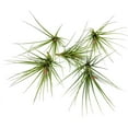 thumbnail image 3 of ragnaroc Air Plants - Tillandsia Tenuifolia Blue, Large 3-5" - 1ct - Live Arrival Guaranteed - House Plants for Home Decor & Gift, 3 of 5