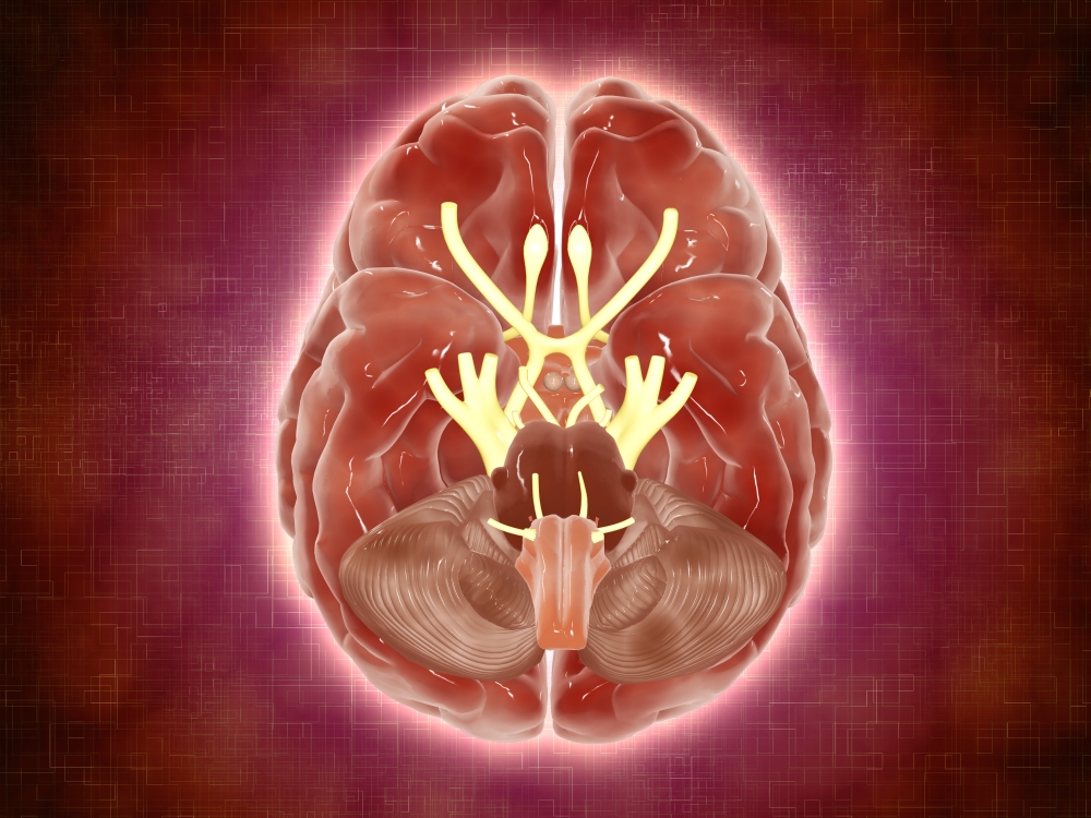 Conceptual image of cranial nerves in human brain Canvas Art - Stocktrek Images (33 x 25)