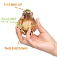 thumbnail image 5 of Garden State Bulb Blossom Peacock Double Amaryllis Flower Bulb, 26/28cm (Bag of 1), 5 of 7