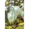thumbnail image 2 of Johnson, George 11x14 Black Ornate Wood Framed with Double Matting Museum Art Print Titled - White Tulip Tree II, 2 of 4