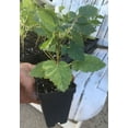 thumbnail image 2 of Thornless Blackberry Plants – Natchez Blackberry – Thornless Blackberry, 2 of 4