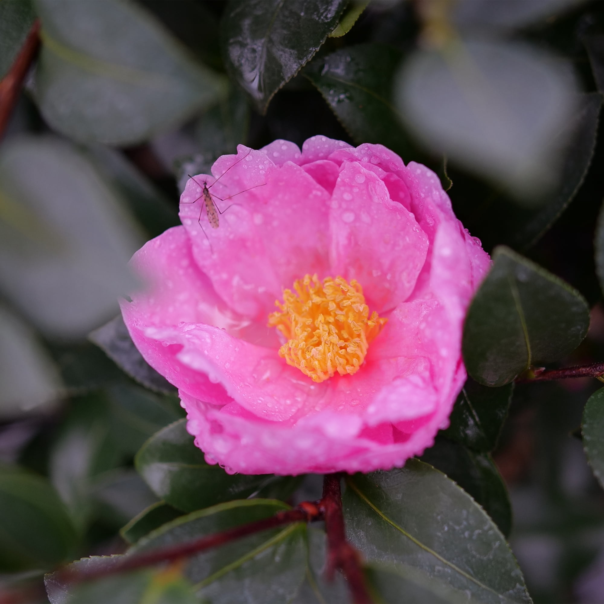 Proven Winners ColorChoice Just Chill Double Mauve Camellia Live Shrub (1 Gallon)
