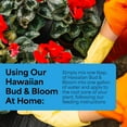 thumbnail image 3 of Urea-Free Hawaiian Bud and Bloom 5-50-17 Fertilizer - 1.5lbs of Water Soluble Bloom Booster Fertilizer for Flowers - High Phosphorus Flower Food for Enhanced Bud Formation & Vigorous Blooms, 3 of 5