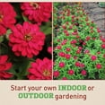 thumbnail image 5 of Harris Seeds - Zinnia Zahara Double Cherry Seeds - Larger Blooms - 25 Seeds, 5 of 5