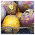 thumbnail image 3 of Everwilde Farms - 1 lb American Purple Top Rutabaga Seeds - Gold Vault Bulk Seed Packet, 3 of 3