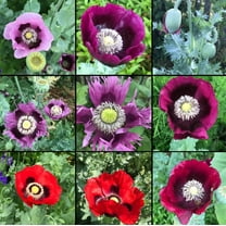 Mother Nature's Seeds BREADSEED MIX 1000 Poppy Plant Seeds, Huge Pods