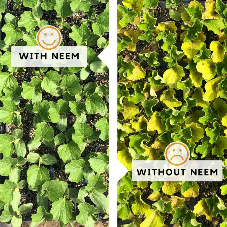 Neem Organics Pure Neem Oil, Neem Oil Spray for Plants, Spray for Indoor  & Outdoor Gardens, Organic Neem Oil 100% Cold Pressed, Ultra High  Azadirachtin Content
