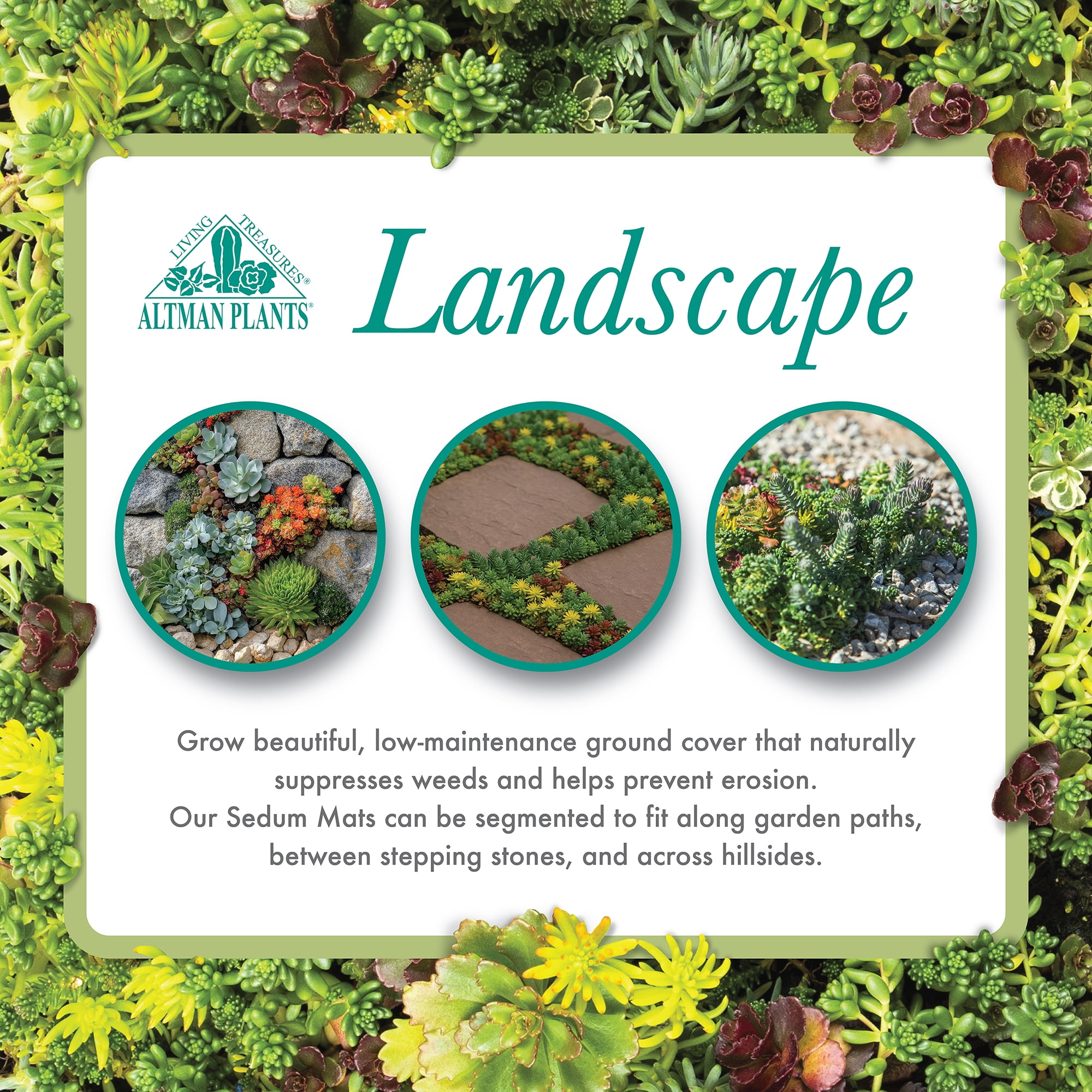 Altman Plants 10" x 20" Sedum Succulent Mat, Easy Hardy Live Succulents for Ground Cover