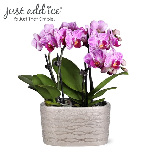 Just Add Ice 6-10" Pink with White Stripes Mini Orchid Duo Live Plants in 4" Silver Ceramic Planter, House Plant