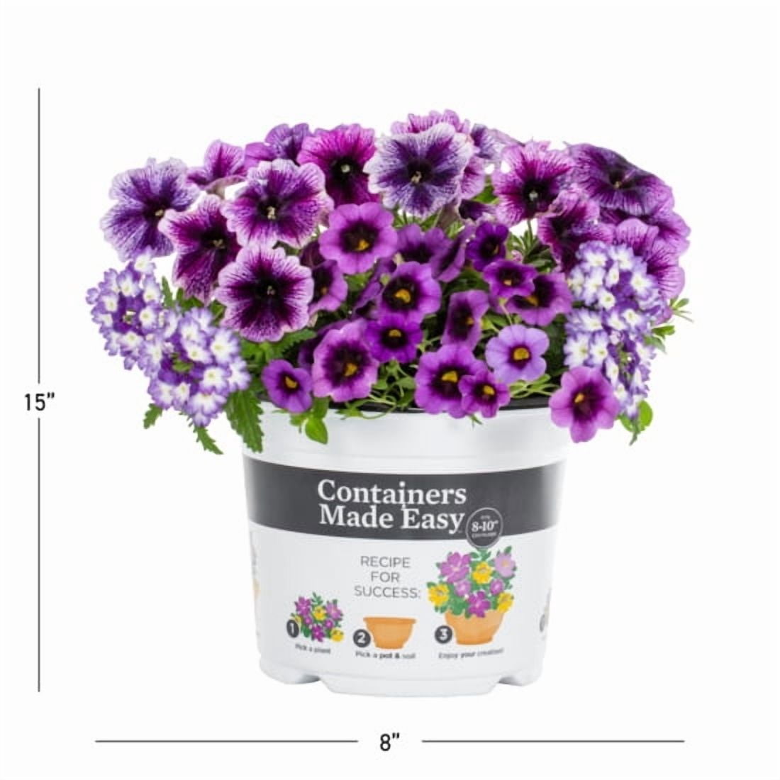 Containers Made Easy 3QT Purple Calibrachoa Petunia Verbena Shocking Purple Live Annual Plant Sun