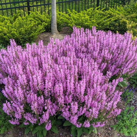 1 Gal. Pot, Moulin Rouge Salvia Potted Flowering Perennial Plant - 1 plant per offer