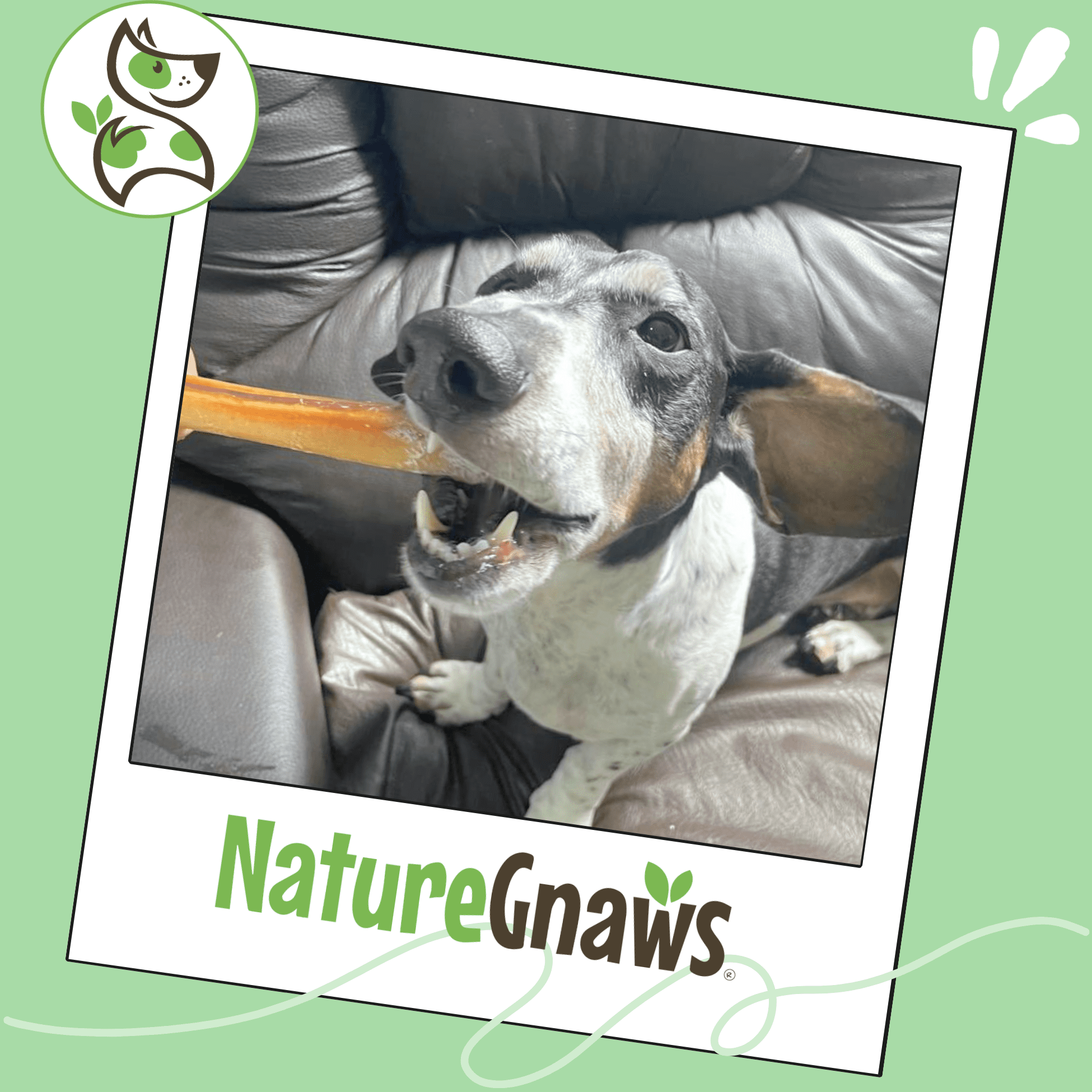 Nature Gnaws Small Bully Sticks, Natural Dog Chew Treats 4-6" (6oz)