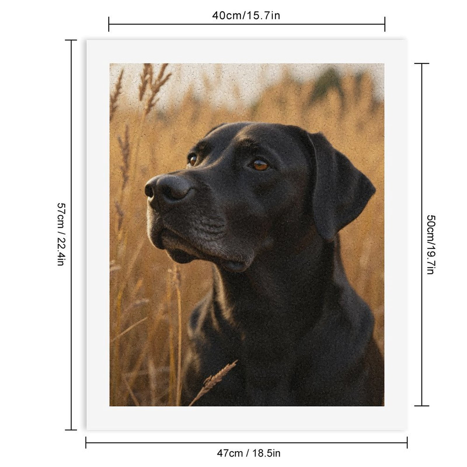 Paint by Numbers Kit for Adults, Black Dog In Wheat Field Paint by Numbers, Easy Paint by Numbers Kit for Adults Beginner, DIY Adult Paint by Number Kits on Canvas, Home Decor