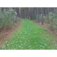 thumbnail image 2 of Whitetail Institute Imperial No Plow Food Plot Seed 5 lb, 2 of 2