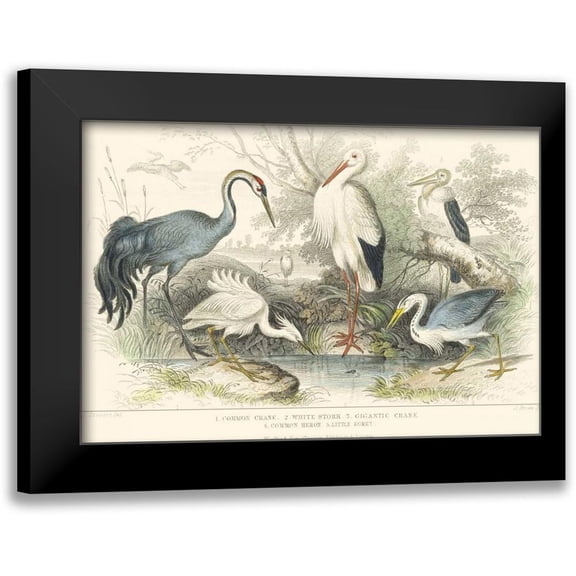 Stewart, J. 14x11 Black Modern Framed Museum Art Print Titled - Herons, Egrets and Cranes