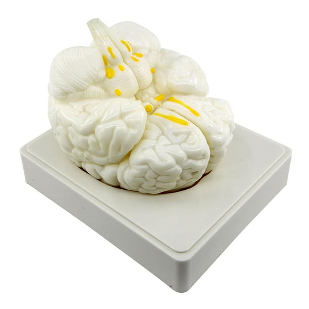 Modelo de cerebro humano Modelo de cerebro humano Herramienta de enseñanza de anatomía para la enseñanza de la escuela Suministros de ciencia educativa Recursos 3 piezas SM SunniMix anatomía del cerebro