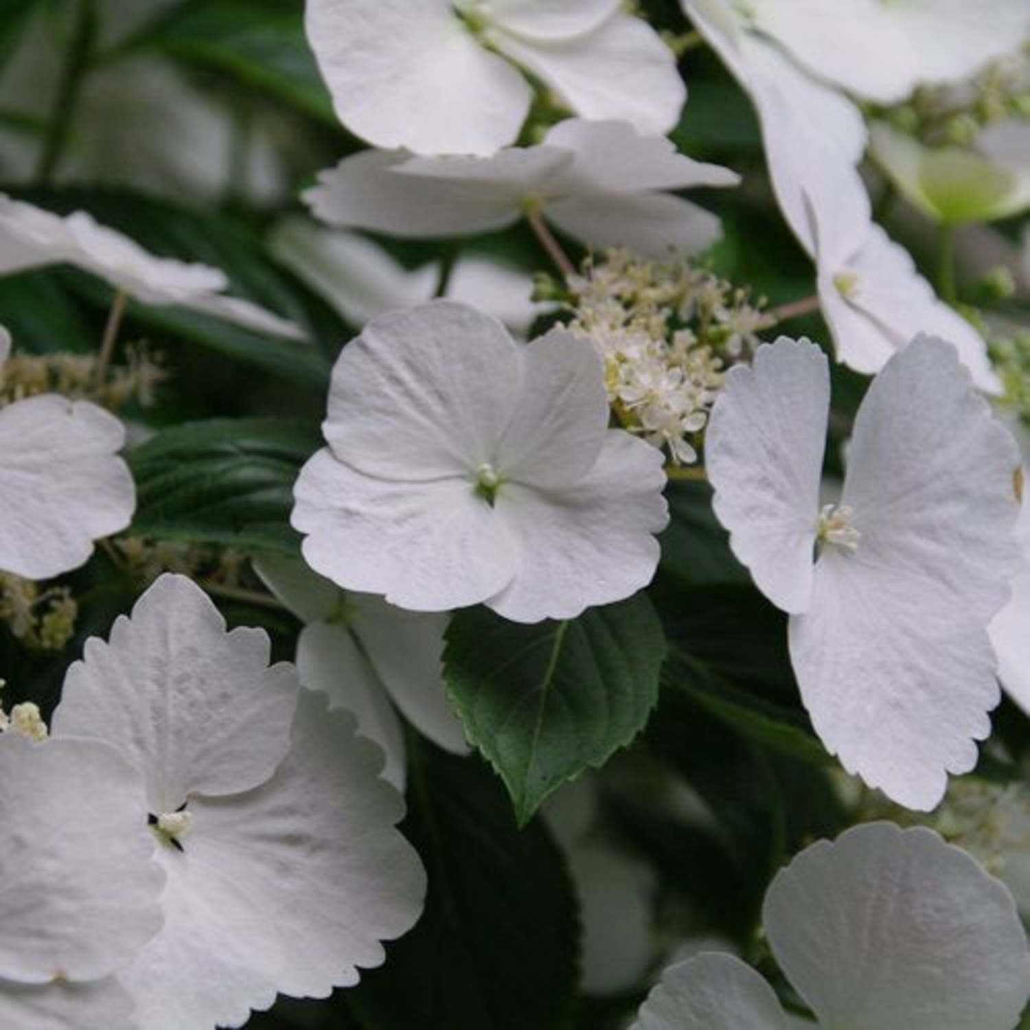 Proven Winners ColorChoice 5" White Fairytrail Bride Cascade Hydrangea Live Plant in 4.5" Pot (4 Count)