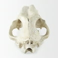 thumbnail image 5 of Mercana Fozzil White and Tan Colored Resin Sabretooth Skull Replica, 5 of 10