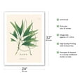 thumbnail image 2 of Palm Tree Leaf (Geonoma Laxiflora) - Vintage Botanical Illustration by Carl Friedrich Philipp von Martius c.1820s - Bamboo Fine Art 290gsm Paper Print (Unframed) 24x32in, 2 of 4