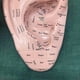 thumbnail image 4 of Ear Acupuncture Model Professional Reflexology Acupoint Learning Display Laboratory Supplies, 4 of 5