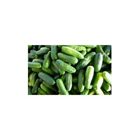 Cucumber Homemade Pickles Great Heirloom Vegetable By Seed Kingdom 100