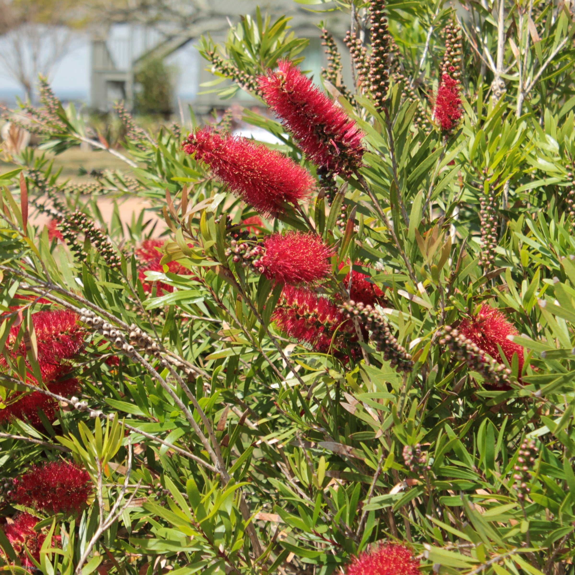 1 gal. Bottlebrush Cold Hardy Shrub with Red Flowers