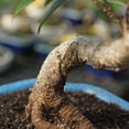 thumbnail image 3 of Brussel's Golden Gate Ficus Bonsai - Small - (Indoor), 3 of 5